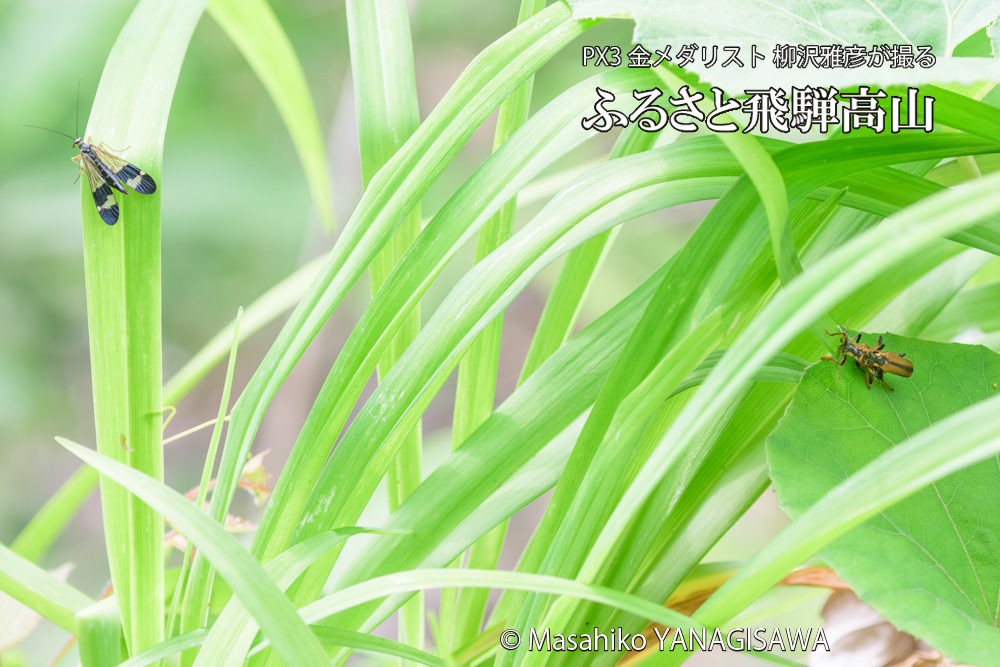 飛騨高山に棲むジョウカイボンとヤマトシリアゲの写真です。