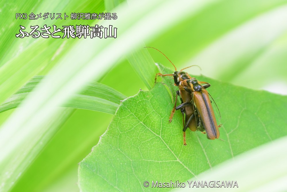 飛騨高山に棲むジョウカイボンの写真です。
