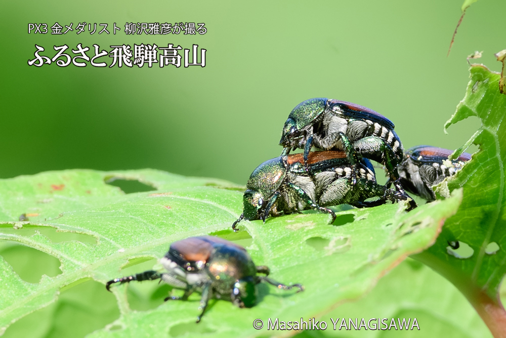 飛騨高山に棲むマメコガネの写真です。