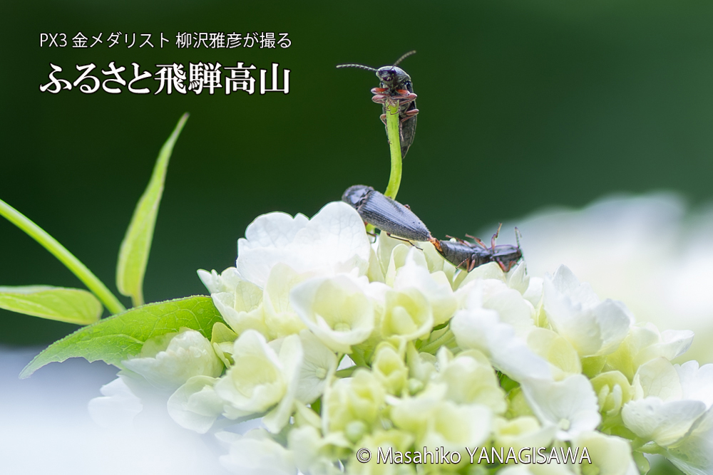 飛騨高山に棲むコメツキムシの写真です。