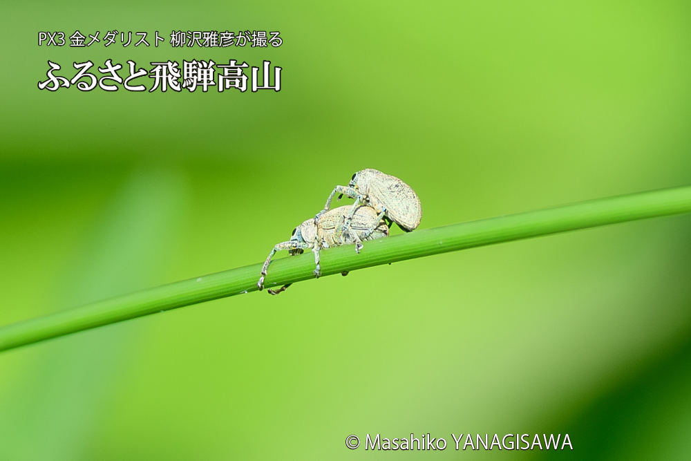 飛騨高山に棲むコフキゾウムシの写真です。