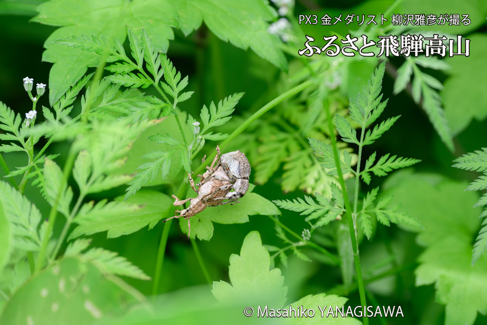 飛騨高山に棲むシロコブゾウムシの写真です。