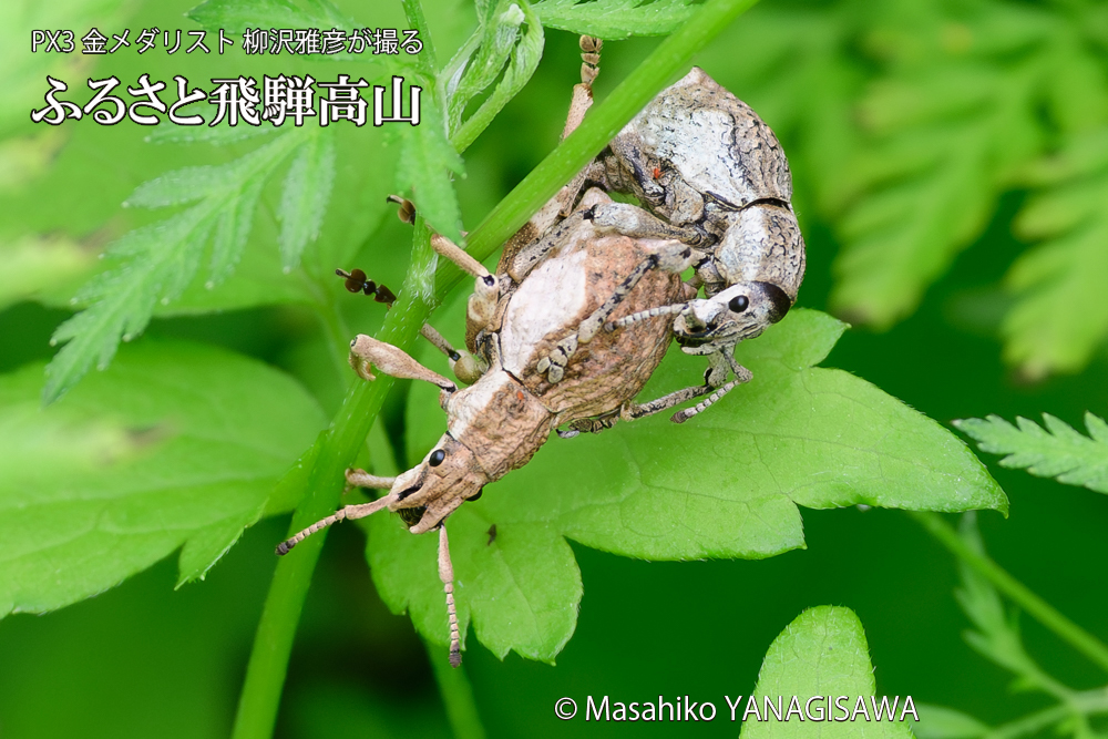 飛騨高山に棲むシロコブゾウムシの写真です。
