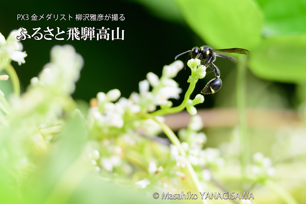 飛騨高山に棲むスズバチの写真です。