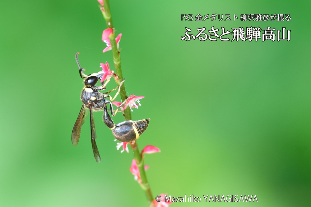 飛騨高山に棲むスズバチの写真です。