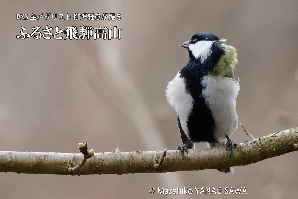 飛騨高山に棲むシジュウカラの写真です。