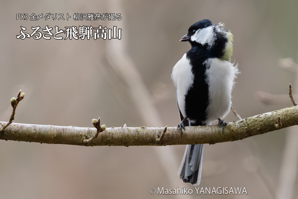 飛騨高山に棲むシジュウカラの写真です。