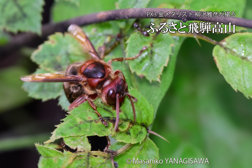 飛騨高山に棲むチャイロスズメバチの写真です。