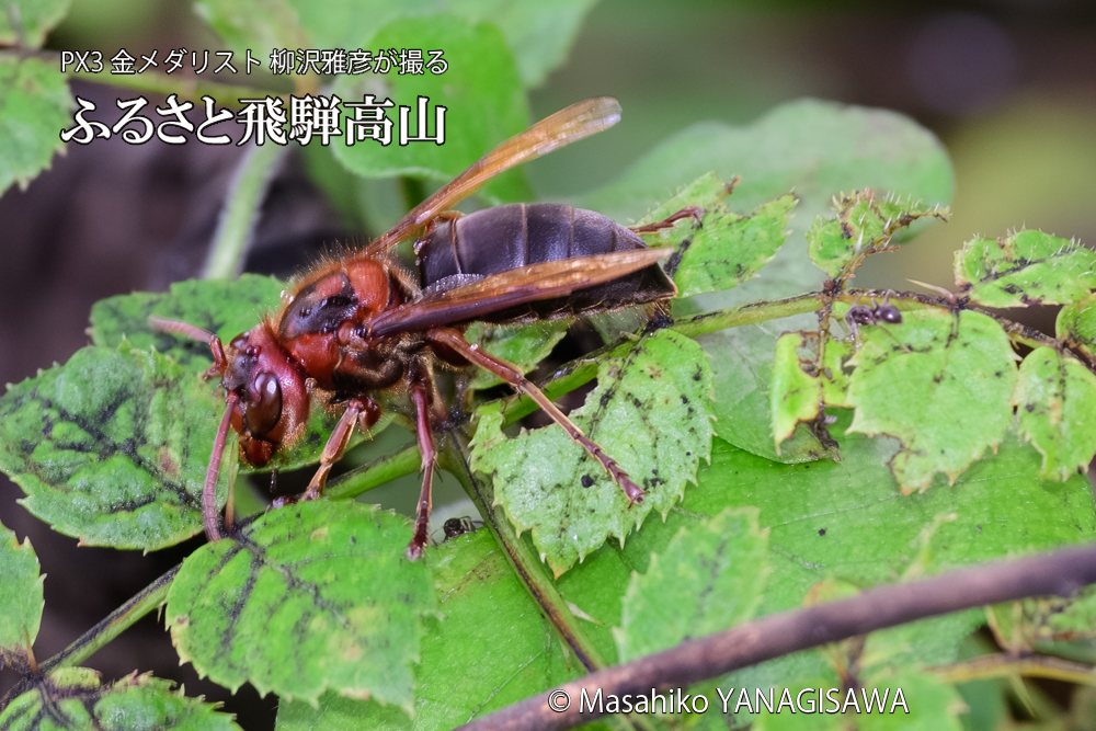 飛騨高山に棲むチャイロスズメバチの写真です。