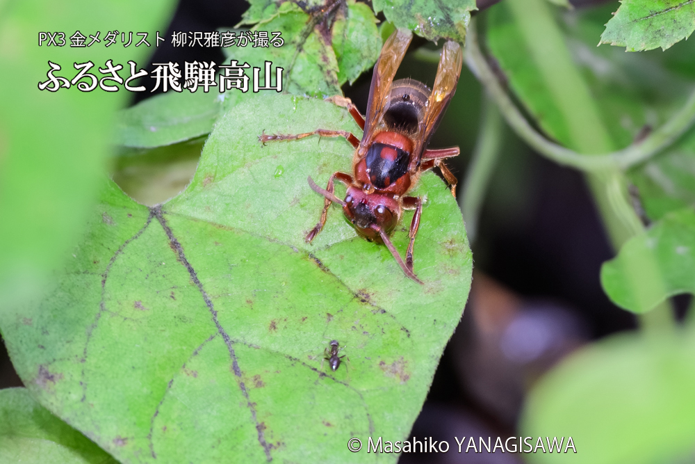 飛騨高山に棲むチャイロスズメバチの写真です。