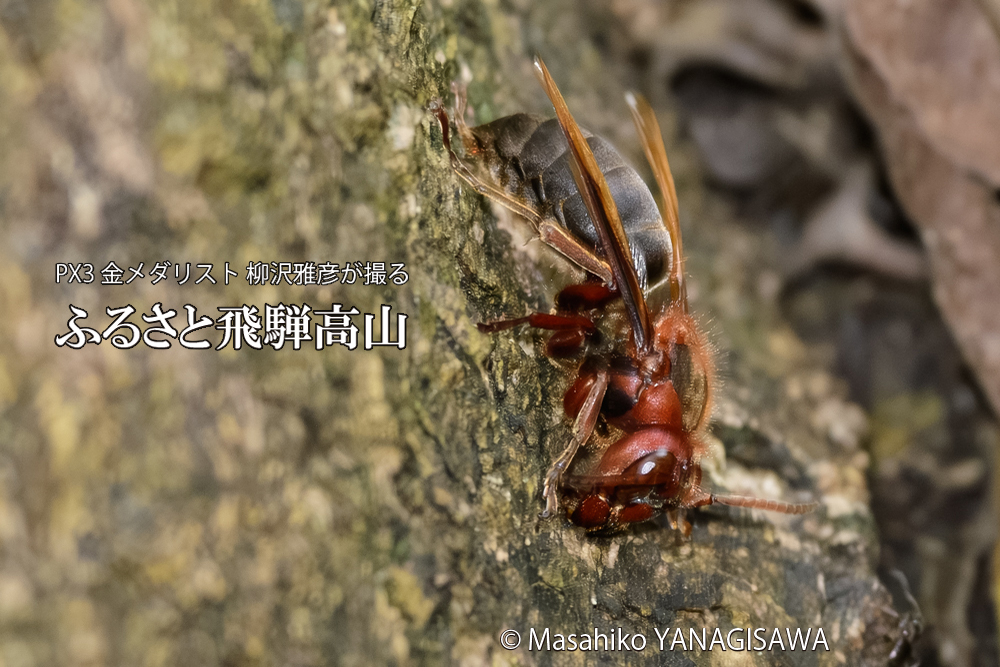 飛騨高山に棲むチャイロスズメバチの写真です。