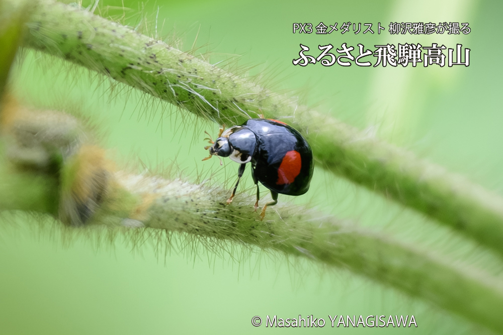 飛騨高山に棲むテントウムシの写真です。