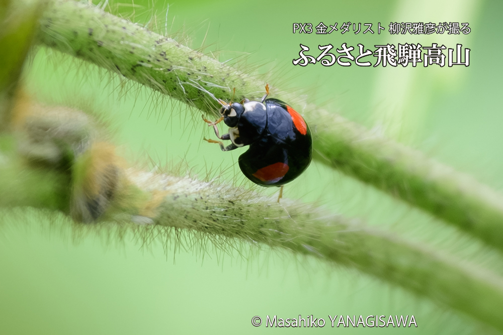飛騨高山に棲むテントウムシの写真です。
