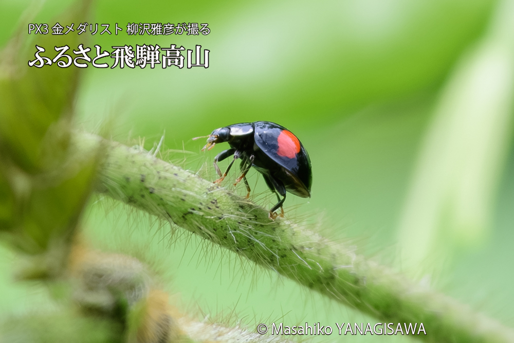 飛騨高山に棲むテントウムシの写真です。