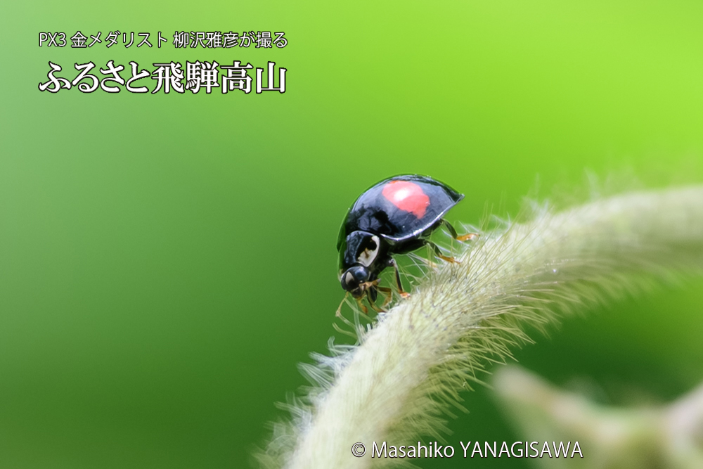 飛騨高山に棲むテントウムシの写真です。