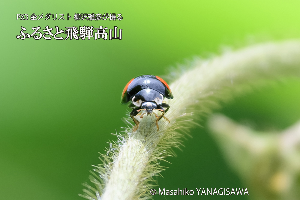 飛騨高山に棲むテントウムシの写真です。