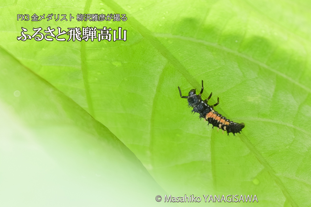飛騨高山に棲むテントウムシの写真です。
