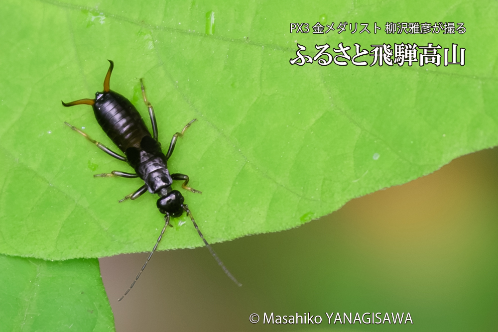 飛騨高山に棲むハサミムシの写真です。