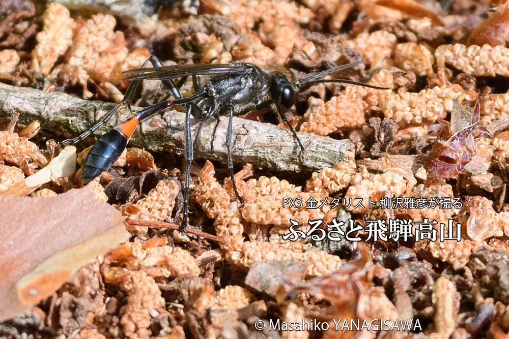 飛騨高山に棲むジガバチの写真です。