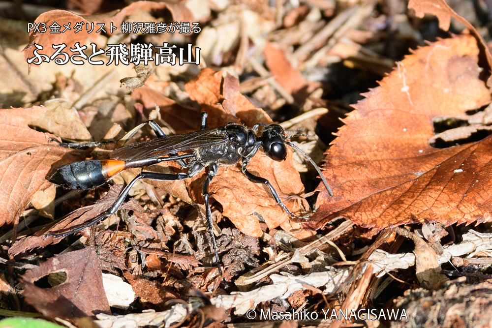 飛騨高山に棲むジガバチの写真です。