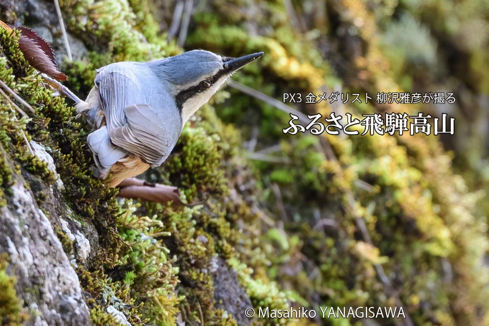 飛騨高山に棲むゴジュウカラの写真です。