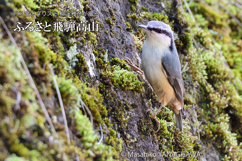 飛騨高山に棲むゴジュウカラの写真です。