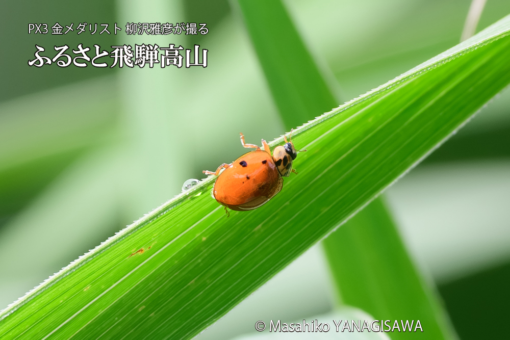 飛騨高山に棲むテントウムシのお見合いの写真です。