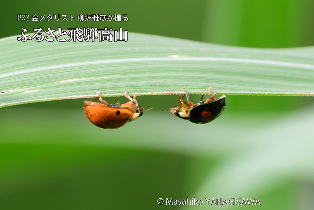 飛騨高山に棲むテントウムシのお見合いの写真です。