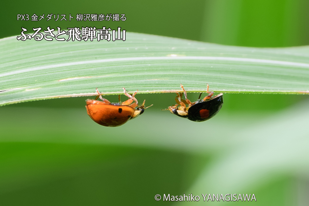 飛騨高山に棲むテントウムシのお見合いの写真です。