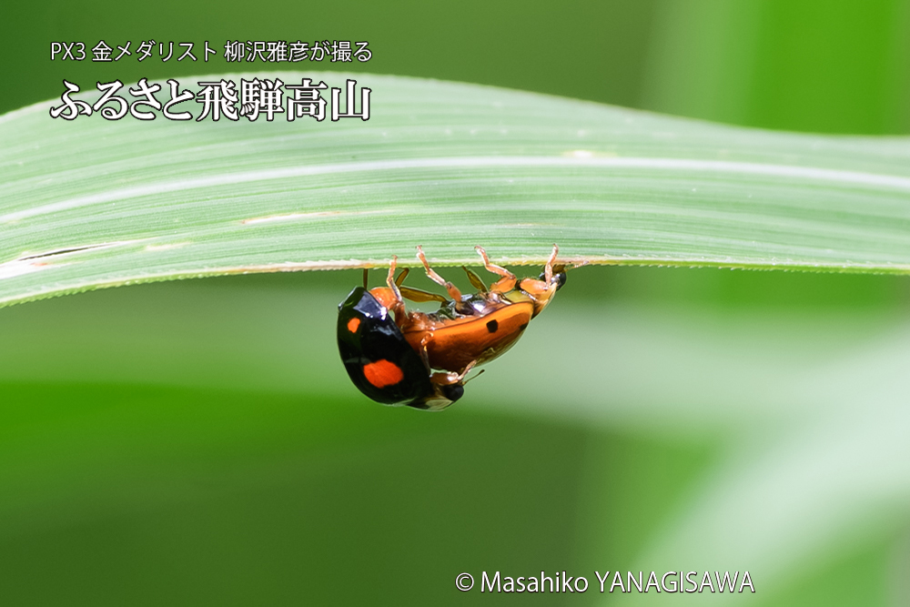 飛騨高山に棲むテントウムシのお見合いの写真です。