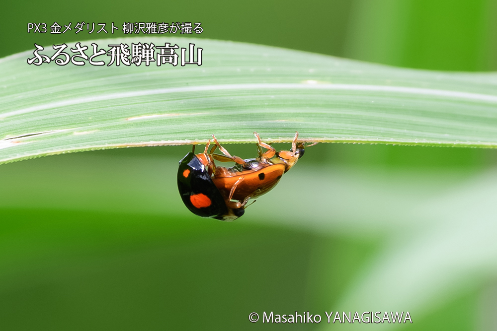 飛騨高山に棲むテントウムシのお見合いの写真です。
