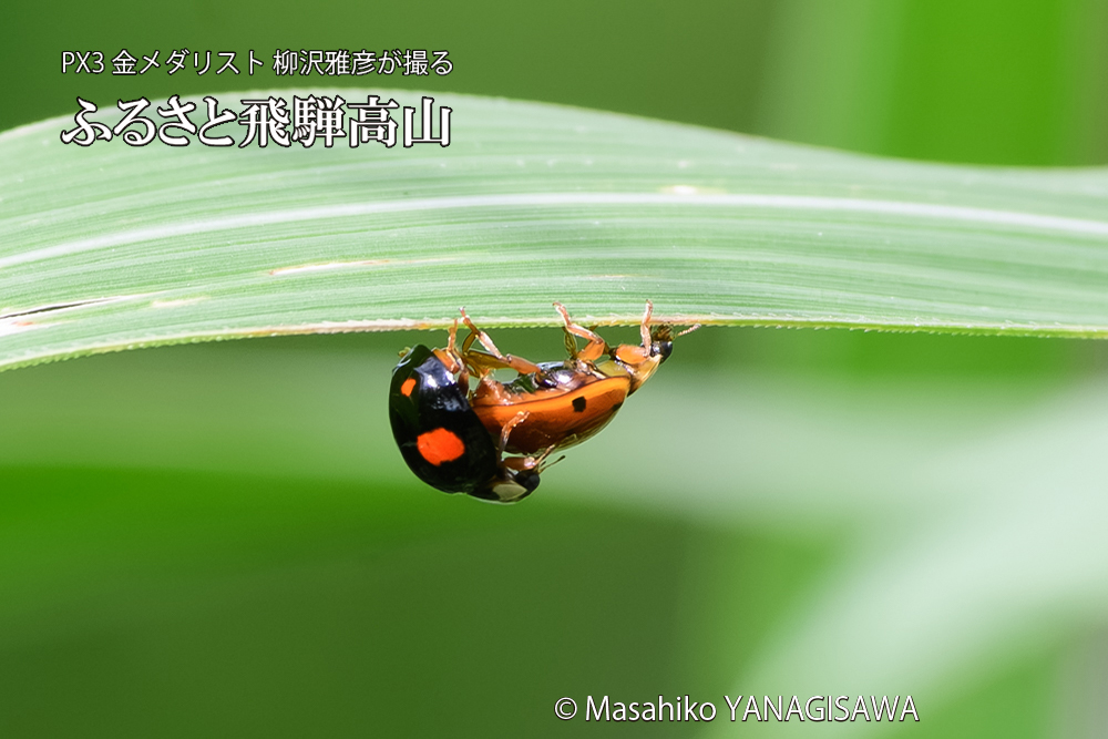 飛騨高山に棲むテントウムシのお見合いの写真です。