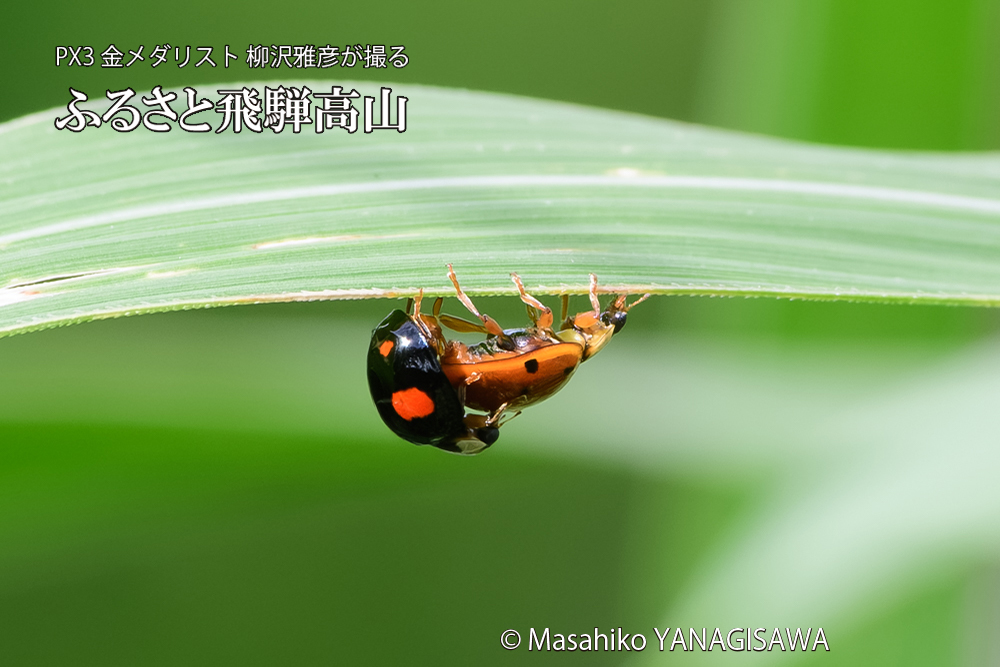 飛騨高山に棲むテントウムシのお見合いの写真です。
