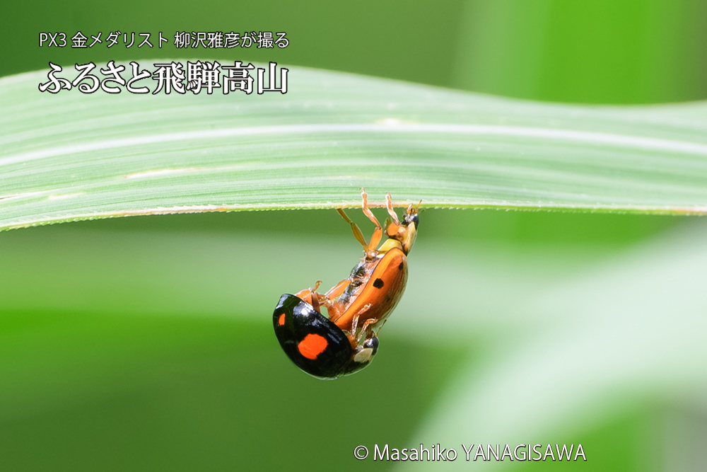 飛騨高山に棲むテントウムシのお見合いの写真です。