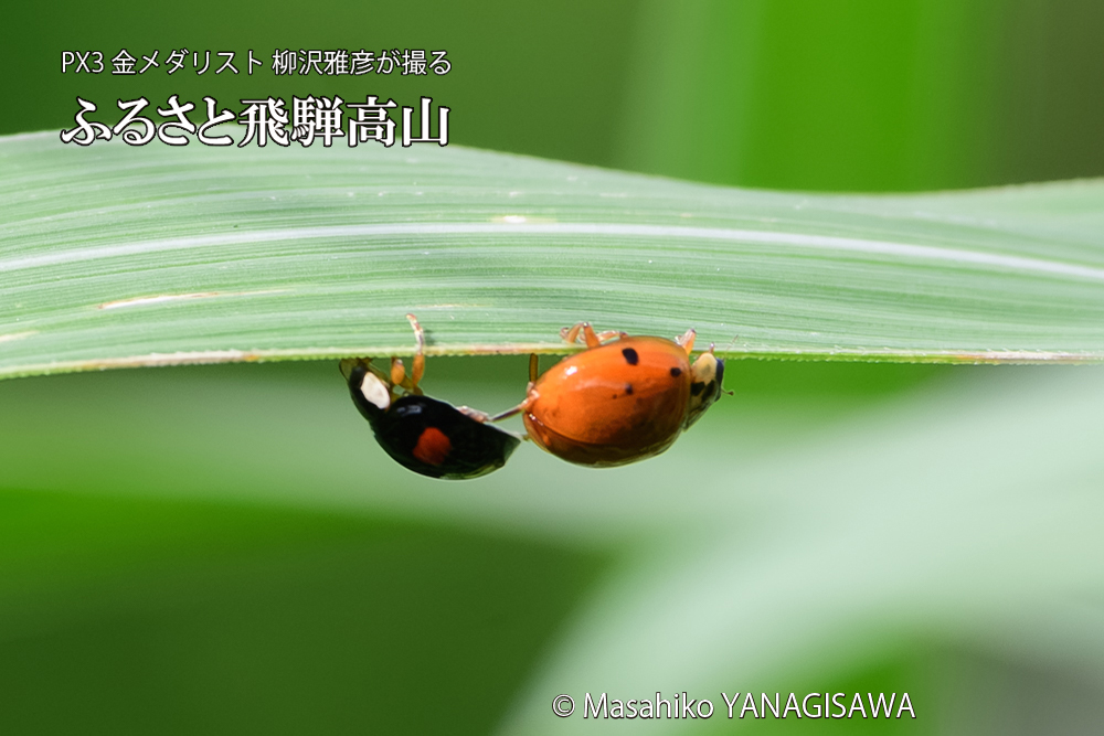 飛騨高山に棲むテントウムシのお見合いの写真です。