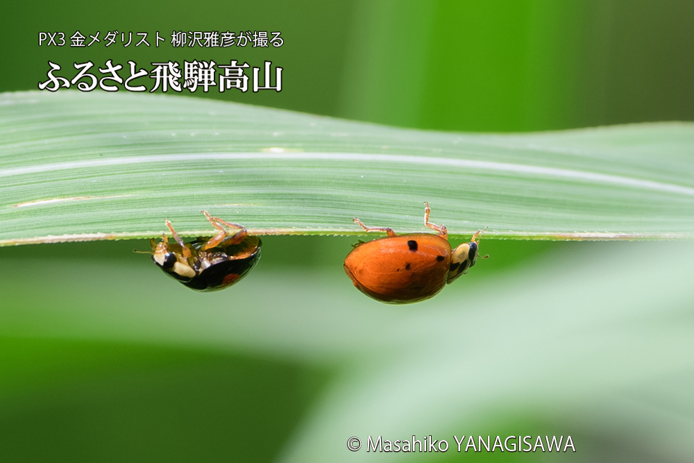飛騨高山に棲むテントウムシのお見合いの写真です。