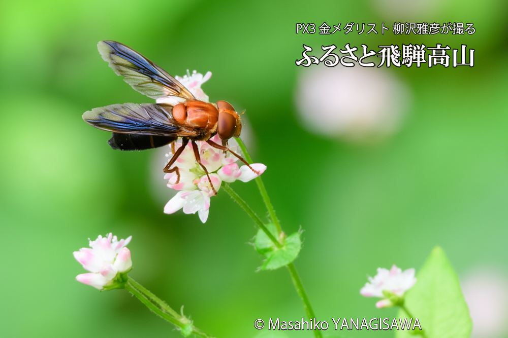 飛騨高山に棲むベッコウハナアブの写真です。