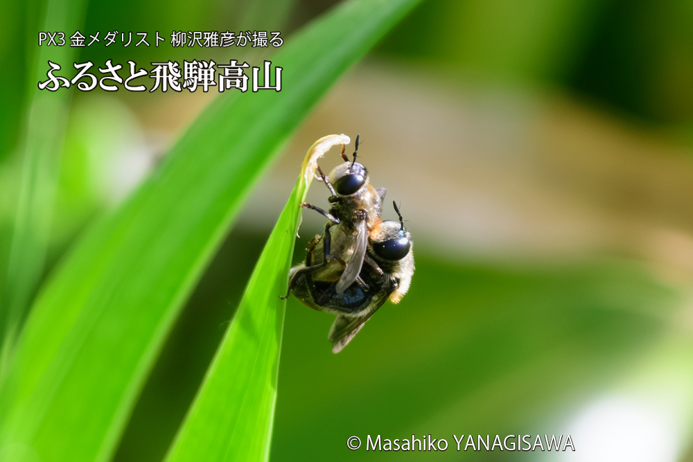 飛騨高山に棲むアリスアブ＝アリノスアブの写真です。