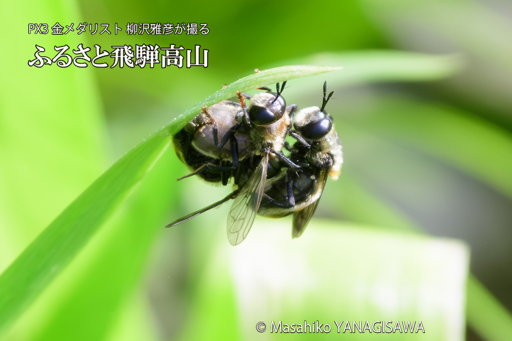飛騨高山に棲むアリスアブ＝アリノスアブの写真です。