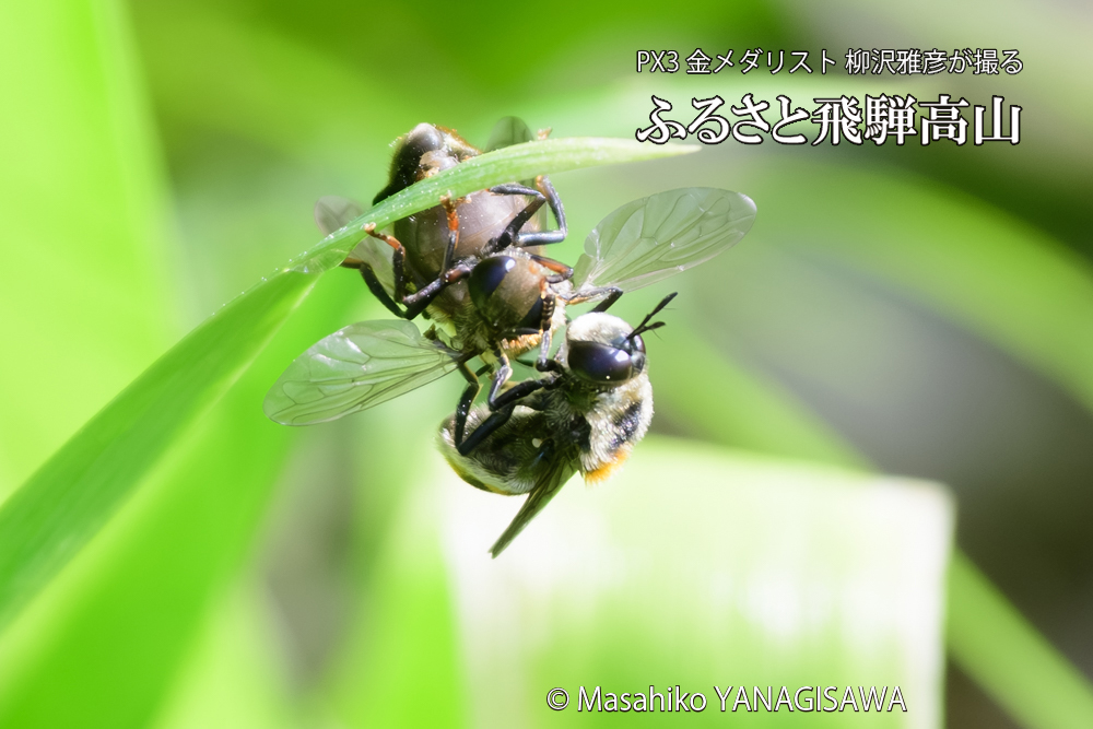 飛騨高山に棲むアリスアブ＝アリノスアブの写真です。