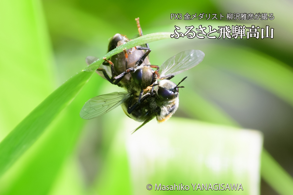 飛騨高山に棲むアリスアブ＝アリノスアブの写真です。