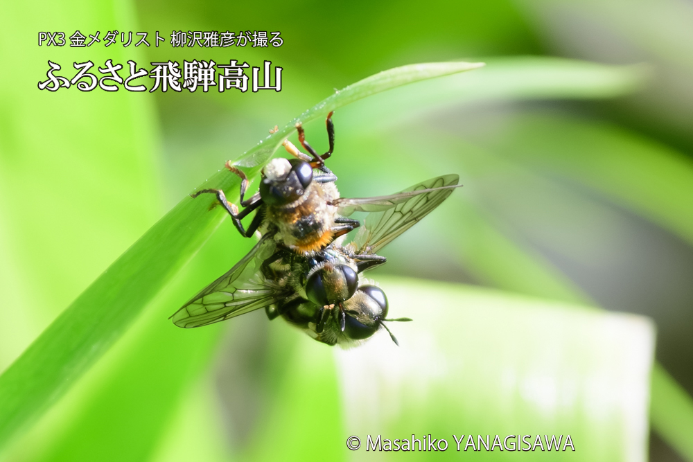 飛騨高山に棲むアリスアブ＝アリノスアブの写真です。