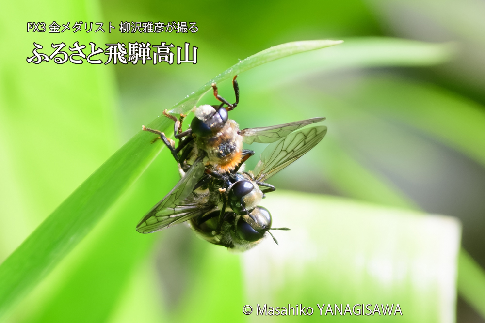 飛騨高山に棲むアリスアブ＝アリノスアブの写真です。
