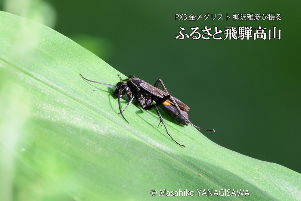 飛騨高山に棲むオオモンクロベッコウの写真です。
