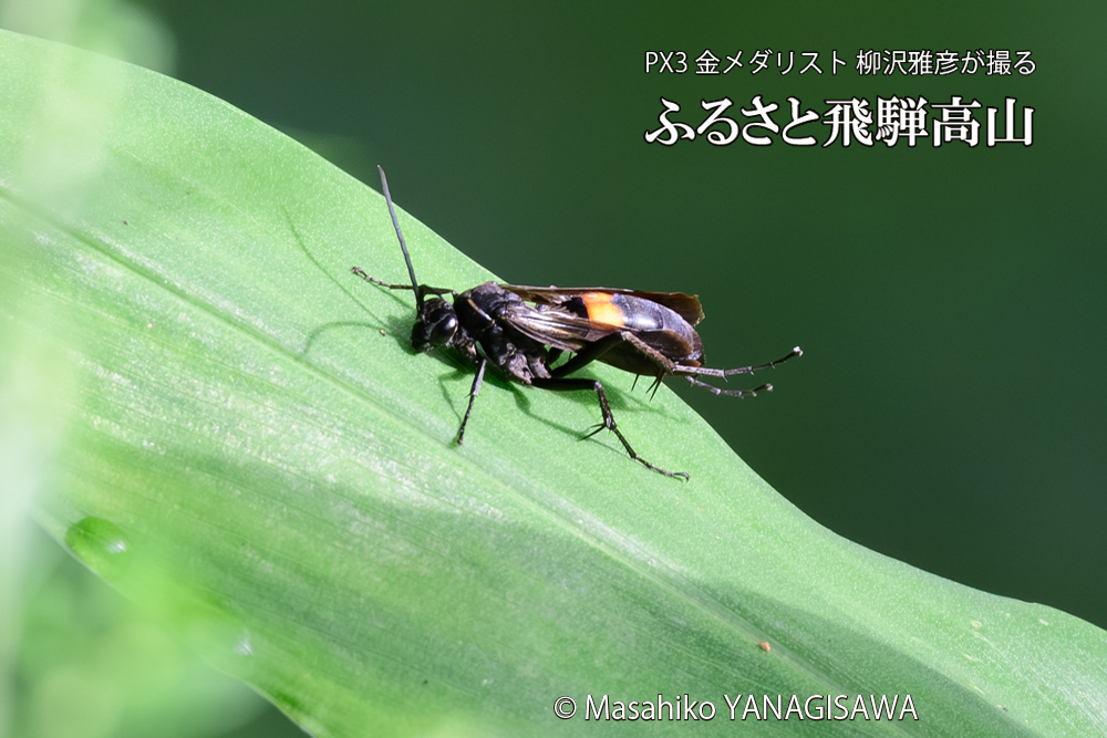 飛騨高山に棲むオオモンクロベッコウの写真です。