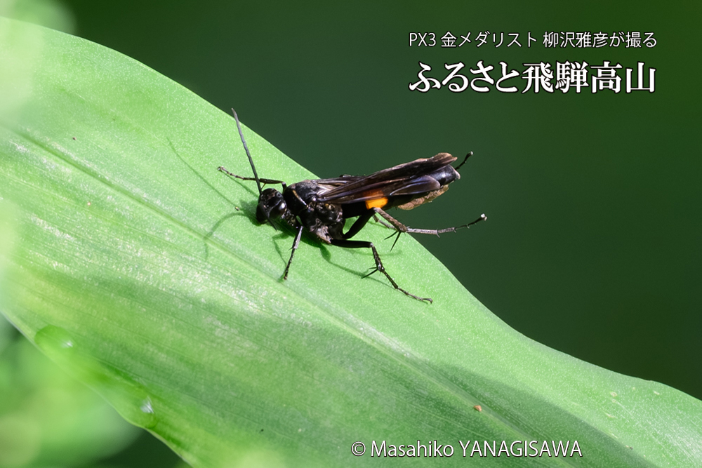 飛騨高山に棲むオオモンクロベッコウの写真です。