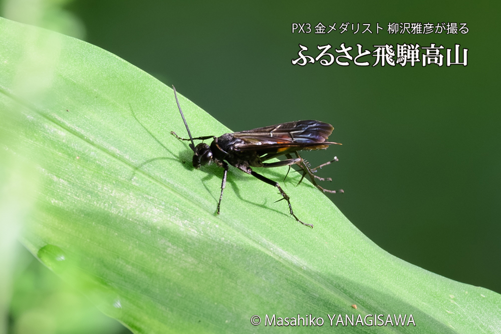 飛騨高山に棲むオオモンクロベッコウの写真です。