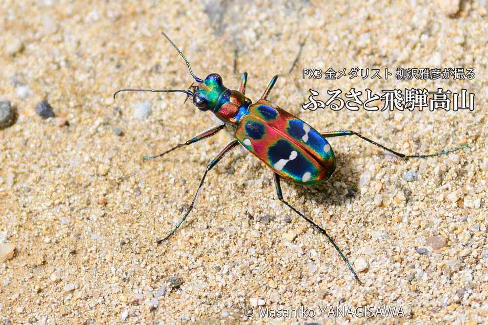 飛騨高山に棲むハンミョウの写真です。