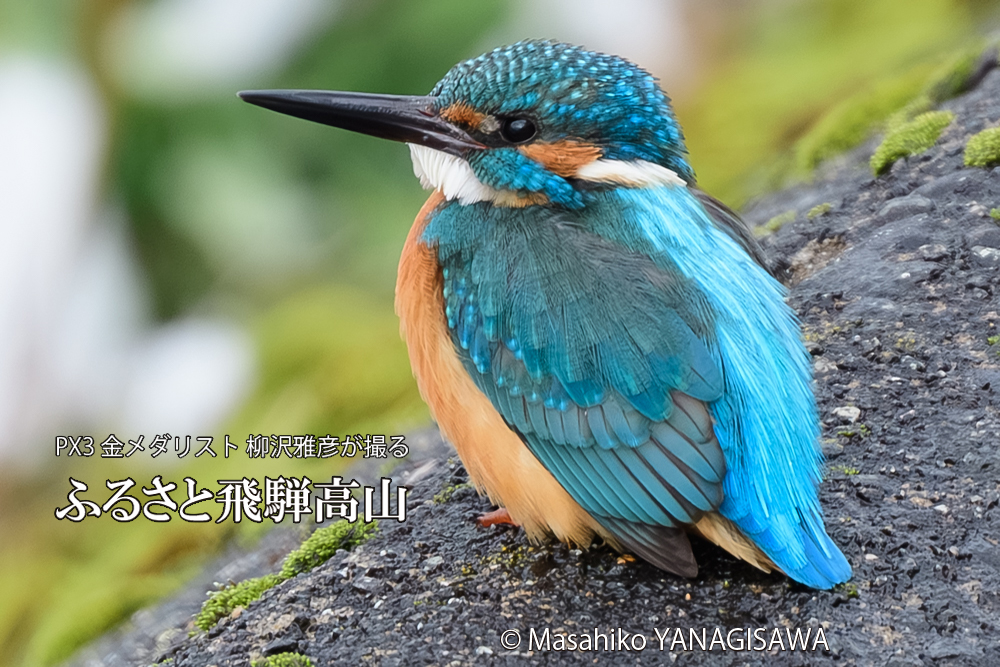 飛騨高山に棲むカワセミの写真です。
