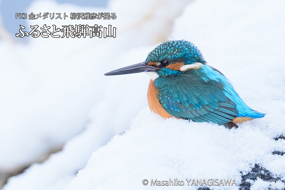 飛騨高山に棲むカワセミの写真です。